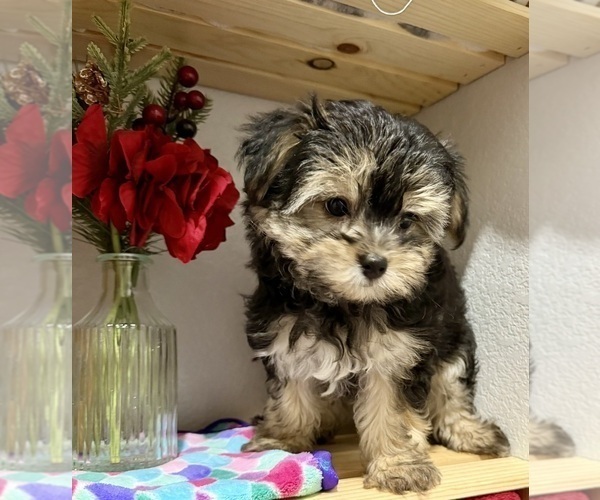 Medium Photo #5 Morkie Puppy For Sale in CASSVILLE, MO, USA