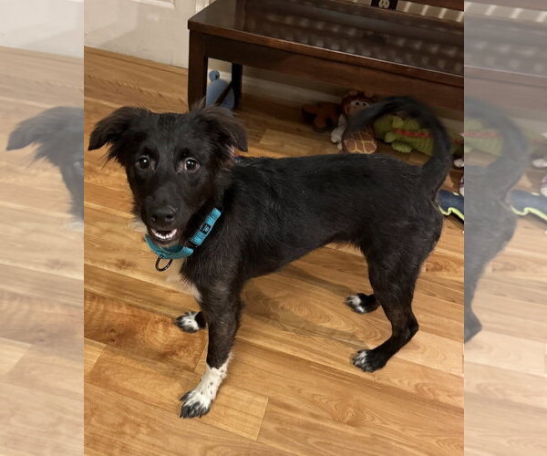 Medium Photo #5 Border Collie Puppy For Sale in Westminster, MD, USA