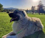 Small Photo #12 Anatolian Shepherd-Great Pyrenees Mix Puppy For Sale in AGOURA HILLS, CA, USA
