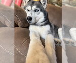 Small #2 Siberian Husky