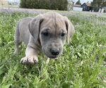 Puppy Brownie Daniff