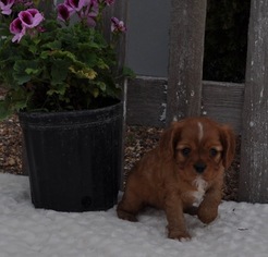 Cavalier King Charles Spaniel Puppy for sale in ATWOOD, IL, USA