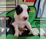 Puppy Chex Border Collie