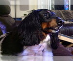 Poppy - Female Dachshund-Unknown Mix Dog for Adoption - Small photo