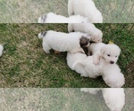 Small Photo #10 Great Pyrenees Puppy For Sale in WINGINA, VA, USA