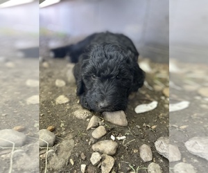 Goldendoodle (Miniature) Puppy for sale in RUSHMORE, MN, USA