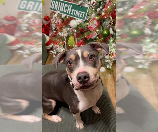 Medium Photo #2 American Staffordshire Terrier-Unknown Mix Puppy For Sale in San Antonio, TX, USA