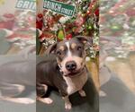 Small #1 American Staffordshire Terrier Mix