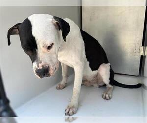 American Pit Bull Terrier-Unknown Mix Dogs for adoption in Houston, TX, USA