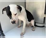 Small American Pit Bull Terrier Mix
