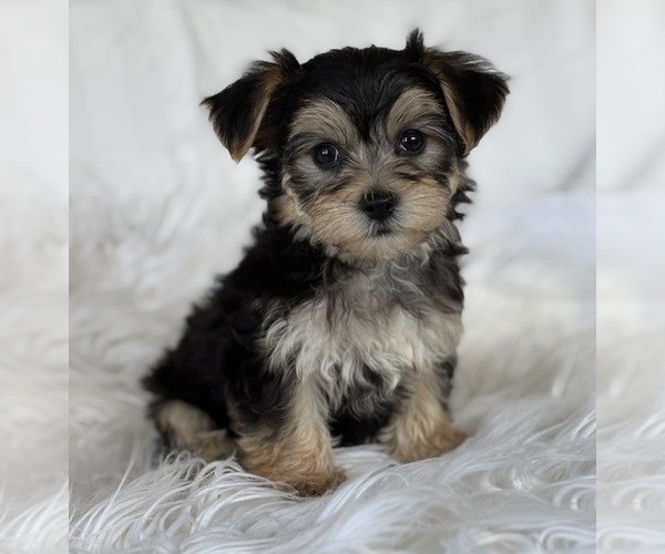 Medium Photo #1 Morkie Puppy For Sale in ROCK STREAM, NY, USA