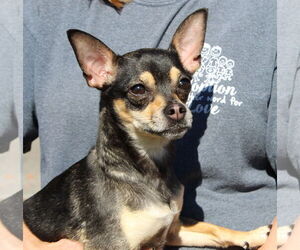 Chihuahua-Unknown Mix Dogs for adoption in Prattville, AL, USA