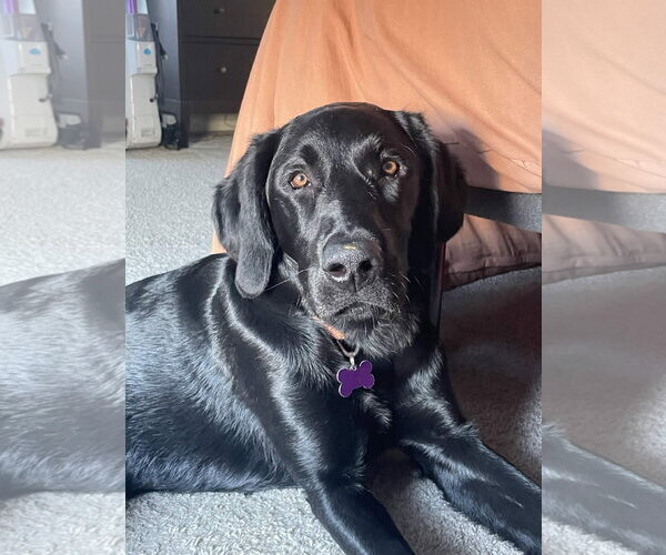 Medium Photo #2 Labrador Retriever Puppy For Sale in Fort Worth, TX, USA