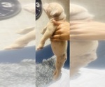 Small #13 American Bully