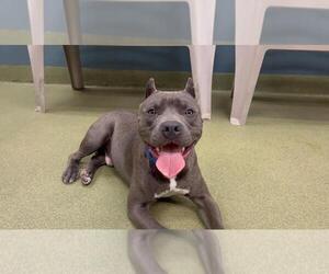 American Pit Bull Terrier Dogs for adoption in Moreno Valley, CA, USA