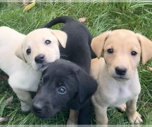 Labrador Retriever Litter for sale in WOODBRIDGE, CT, USA