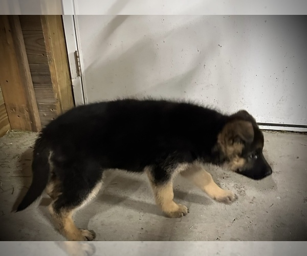 Medium Photo #3 German Shepherd Dog Puppy For Sale in MAYSVILLE, MO, USA