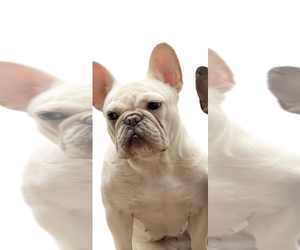 Mother of the French Bulldog puppies born on 02/10/2025
