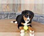 Small Photo #2 Bernese Mountain Dog Puppy For Sale in HORN CREEK, CO, USA