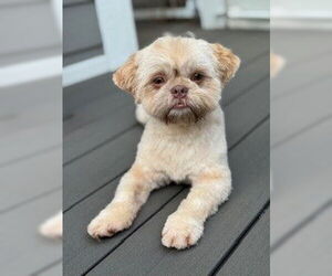 Shih Tzu Dogs for adoption in St. Louis Park, MN, USA