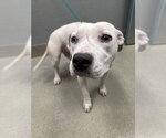 Small Mutt