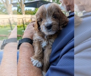 Miniature Labradoodle Puppy for sale in SYCAMORE, IL, USA