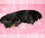 Small Photo #1 German Shepherd Dog Puppy For Sale in LIGONIER, IN, USA
