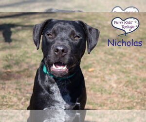 Labrador Retriever-Unknown Mix Dogs for adoption in Lee's Summit, MO, USA