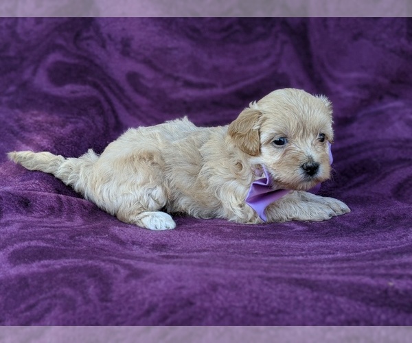 Medium Photo #6 Maltipoo Puppy For Sale in ATGLEN, PA, USA