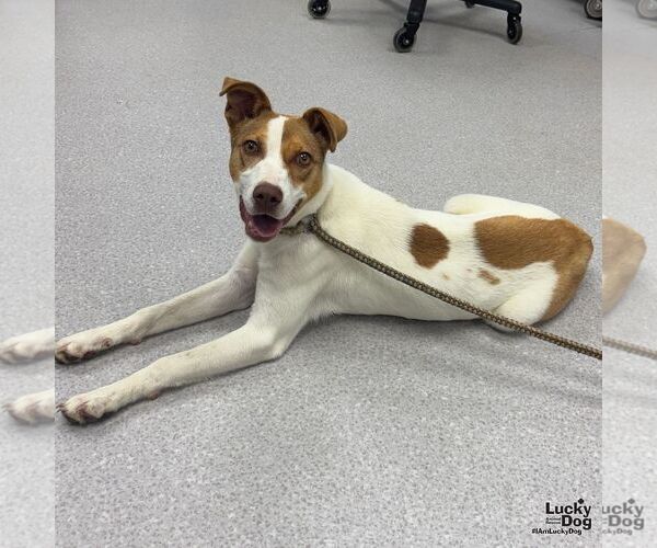 Medium Photo #2 Jack Russell Terrier-Unknown Mix Puppy For Sale in Washington, DC, USA