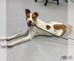 Small #1 Jack Russell Terrier Mix