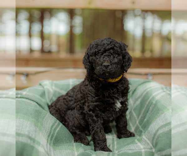Medium Photo #1 Goldendoodle Puppy For Sale in GREENBRIER, AR, USA