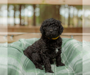 Goldendoodle Puppy for sale in GREENBRIER, AR, USA