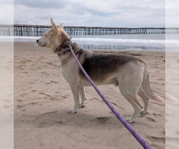 Medium Photo #6 Siberian Husky-Unknown Mix Puppy For Sale in Ventura, CA, USA