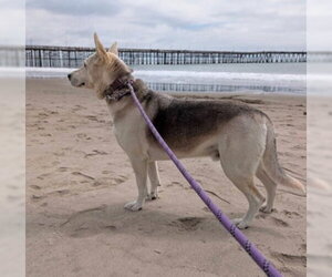 Ruger - Male Siberian Husky-Unknown Mix Dog for Adoption - Photo #6