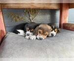 Small #16 Beagle