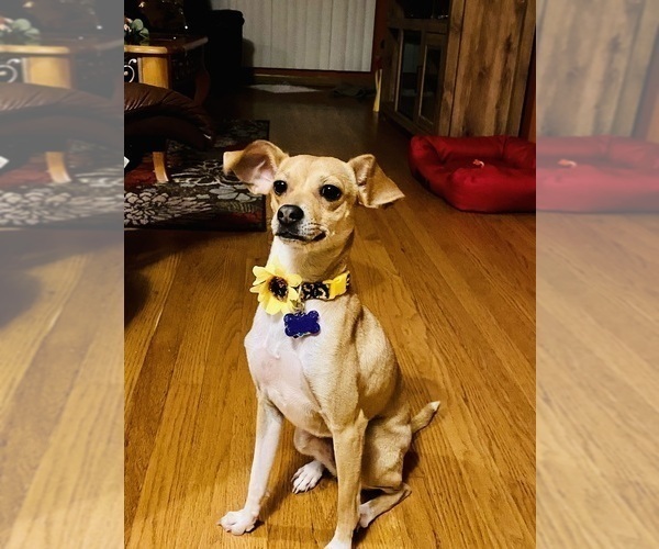 Medium Photo #11 Cheagle Puppy For Sale in EVERGREEN PARK, IL, USA