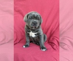 Small Photo #2 Cane Corso Puppy For Sale in RONKS, PA, USA