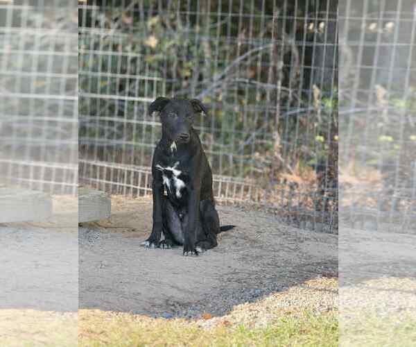 Medium Photo #2 Mountain Cur-Unknown Mix Puppy For Sale in Redfield, AR, USA