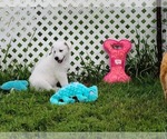 Puppy No Mark German Shepherd Dog