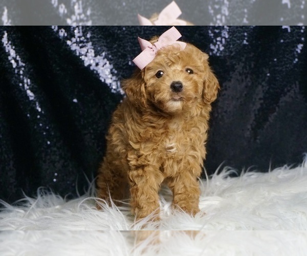 Medium Photo #6 Poodle (Toy) Puppy For Sale in WARSAW, IN, USA