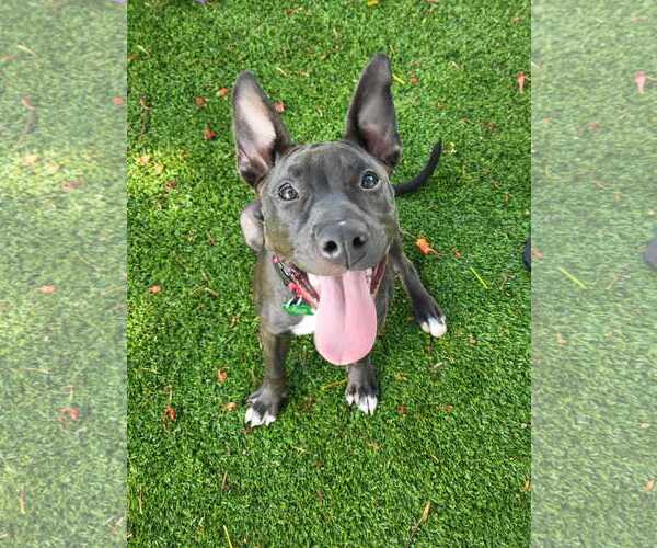Medium Photo #24 Mutt Puppy For Sale in Pompano Beach , FL, USA