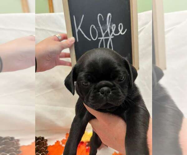 Medium Photo #2 Pug Puppy For Sale in BRIDGEWATER, VA, USA