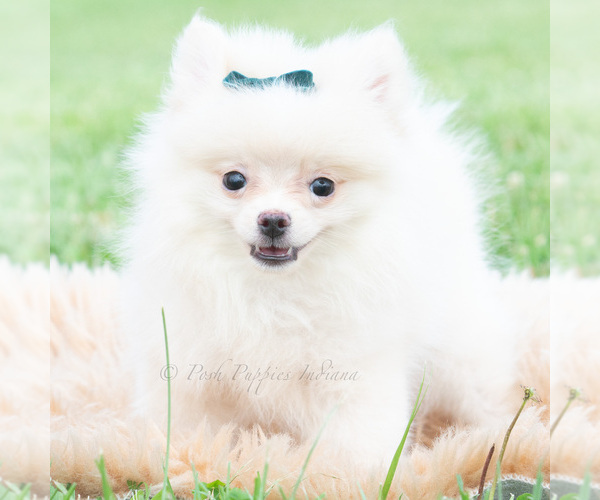 Medium Photo #1 Pomeranian Puppy For Sale in WARSAW, IN, USA