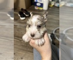 Small Photo #7 Schnauzer (Miniature) Puppy For Sale in LANE, OK, USA