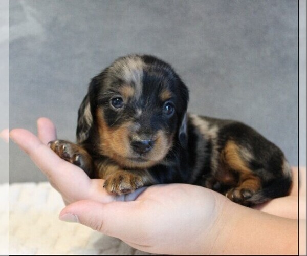 Medium Photo #7 Dachshund Puppy For Sale in HONEY BROOK, PA, USA