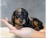Small Photo #7 Dachshund Puppy For Sale in HONEY BROOK, PA, USA