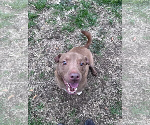 Medium Photo #1 American Staffordshire Terrier-Labrador Retriever Mix Puppy For Sale in Jackson, MS, USA