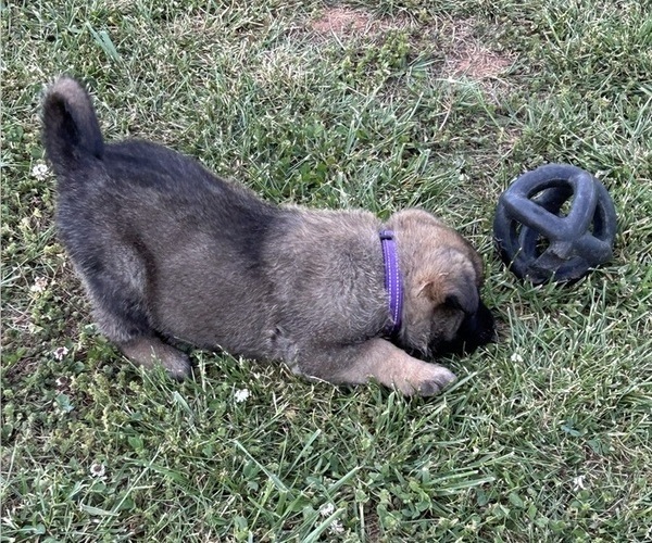 Medium Photo #4 Belgian Malinois Puppy For Sale in LINCOLNTON, NC, USA
