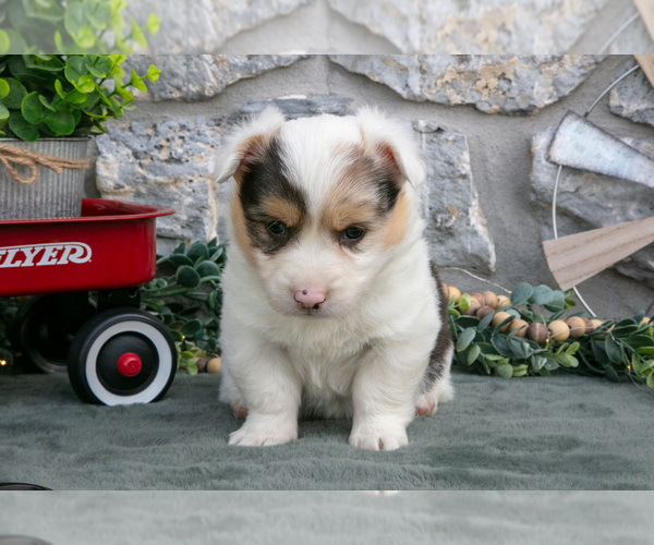 Medium Photo #3 Pembroke Welsh Corgi Puppy For Sale in LEOLA, PA, USA
